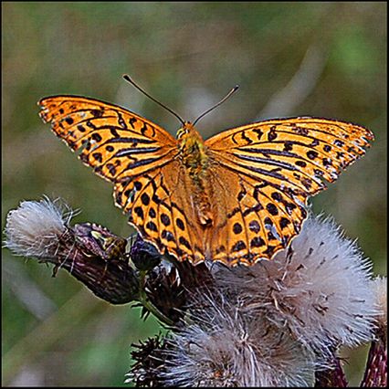 Tabac d'Espagne,
Punaise Dolycoris Baccarum,
Ternant